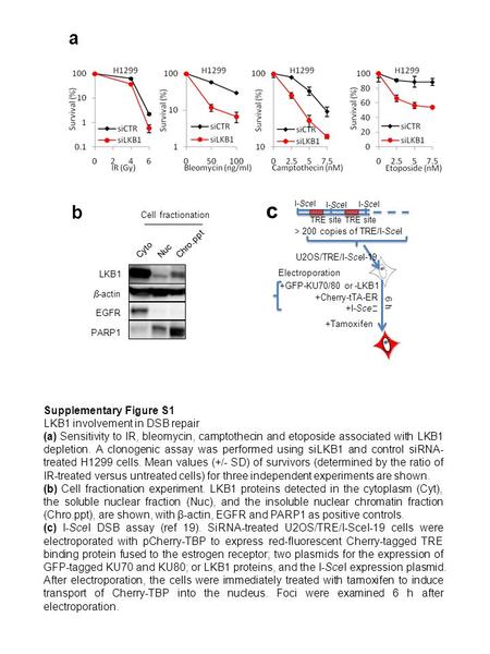 LKB1  -actin EGFR PARP1 Cyto Nuc Chro.ppt Cell fractionation b a c 6 h +Cherry-tTA-ER +GFP-KU70/80 or -LKB1 +I-Sce Ⅰ > 200 copies of TRE/I-SceI +Tamoxifen.