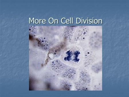 More On Cell Division. What if you got paid… Just 1 sen per week. Just 1 sen per week. Every week your pay doubles. Every week your pay doubles. How much.