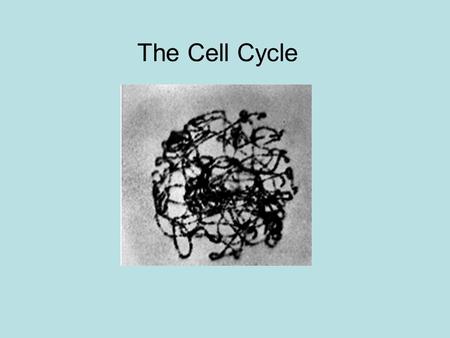 The Cell Cycle. DNA wraps itself around proteins DNA + protein is called Chromatin As chromatin condenses… DNA has a Double helix shape visible under.