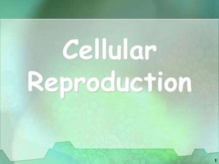 1 Cellular Reproduction. 2 Types of Cell Reproduction Asexual reproduction involves a single cell dividing to make 2 new, identical daughter cells Asexual.