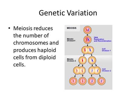 Genetic Variation Meiosis reduces the number of chromosomes and produces haploid cells from diploid cells.