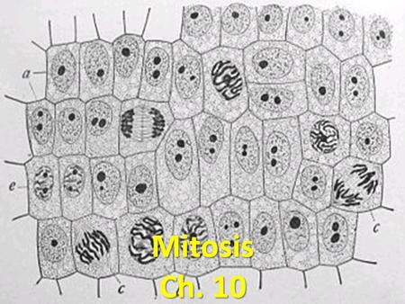 Mitosis Ch. 10. Why Divide? Growth of organism Repairs Reproduction Genetic Variation 2 Types: Mitosis: – Parent cell produces genetically identical diploid.