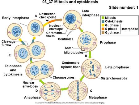 03_37 Mitosis and cytokinesis Slide number: 1 Copyright © The McGraw-Hill Companies, Inc. Permission required for reproduction or display. Early interphase.