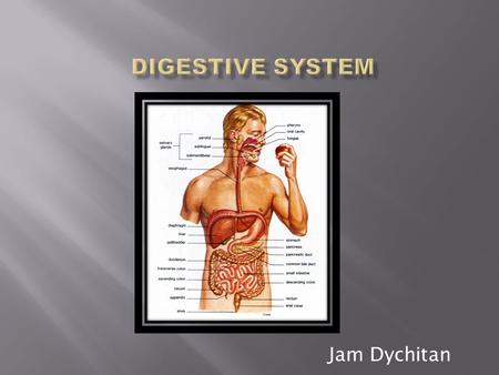 Digestive System Jam Dychitan.