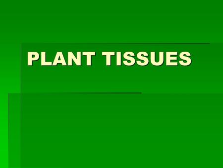PLANT TISSUES. 1) Dermal Tissue  Form outermost layer of plant (like the skin)  Protects plant  Allows substances in and out through the stomata (will.