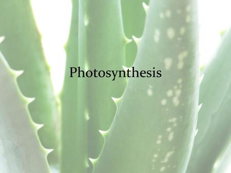Photosynthesis. -Primarily in chloroplasts of plants -Reactions occur inside structures within the chloroplasts called thylakoids and the stroma.