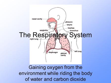 The Respiratory System Gaining oxygen from the environment while riding the body of water and carbon dioxide.