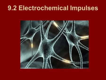 9.2 Electrochemical Impulses. Nerves impulses are similar to electrical impulses but are slightly slower. They stay the same strength throughout the entire.