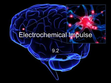 Electrochemical Impulse 9.2. Nerve Impulses (Image on previous slide:  there.
