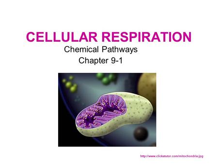 CELLULAR RESPIRATION Chemical Pathways Chapter 9-1