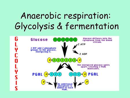 Anaerobic respiration: Glycolysis & fermentation.