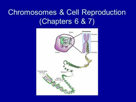 Chromosomes & Cell Reproduction (Chapters 6 & 7).