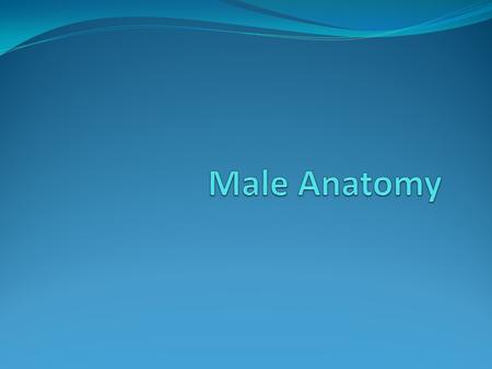 Male Anatomy.