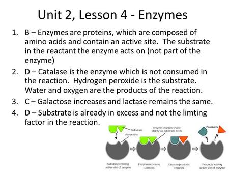 Unit 2, Lesson 4 - Enzymes B – Enzymes are proteins, which are composed of amino acids and contain an active site. The substrate in the reactant the enzyme.