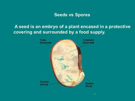 Seeds vs Spores A seed is an embryo of a plant encased in a protective