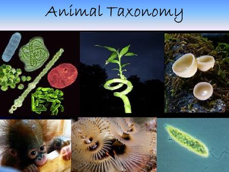 Animal Taxonomy.