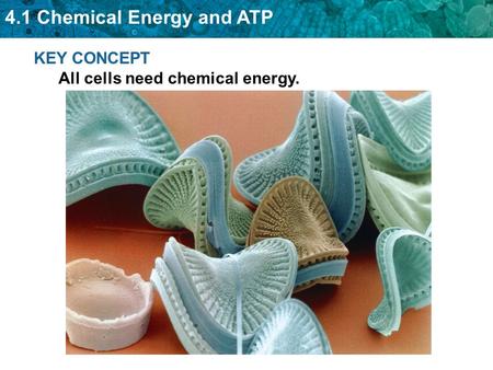 4.1 Chemical Energy and ATP KEY CONCEPT All cells need chemical energy.