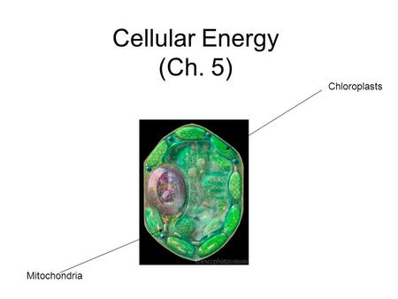 Cellular Energy (Ch. 5) Chloroplasts Mitochondria.