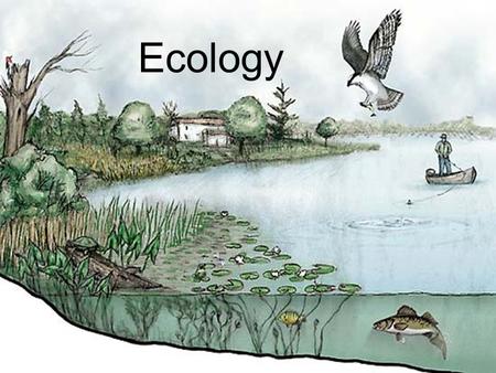 Ecology. ECOLOGY - the study of interactions among organisms with each other and with environment.