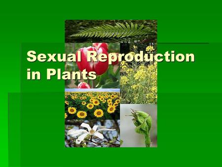 Sexual Reproduction in Plants. The Seed  The seed is the product of sexual reproduction in most plants.  The seed contains an embryo, a food supply.