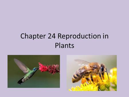 Chapter 24 Reproduction in Plants. Alternation of Generations All plants have a life cycle in which a diploid sporophyte generation alternates with a.