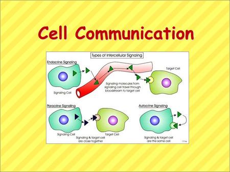 Cell Communication. Overview: The Cellular Internet Cell-to-cell communication is absolutely essential for multicellular organisms Nerve cells must communicate.