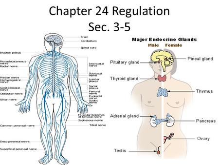 Chapter 24 Regulation Sec. 3-5. Question? Look around you. What do you see? What sounds can you hear? Do you smell any odors? – Information about your.