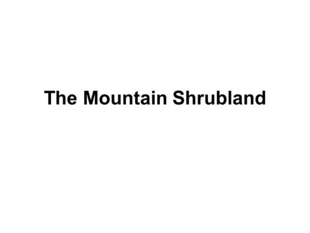 The Mountain Shrubland. Plants of the Mountain Shrubland 1.Cercocarpus montanus- Mountain mahogany 2.Purshia tridentata- Antelope bitterbrush.