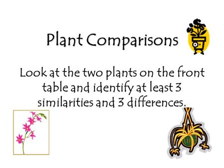 Plant Comparisons Plant Comparisons Look at the two plants on the front table and identify at least 3 similarities and 3 differences.