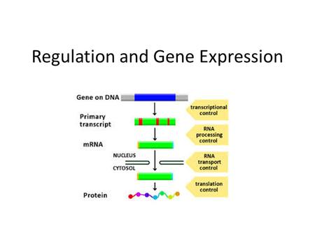 Regulation and Gene Expression