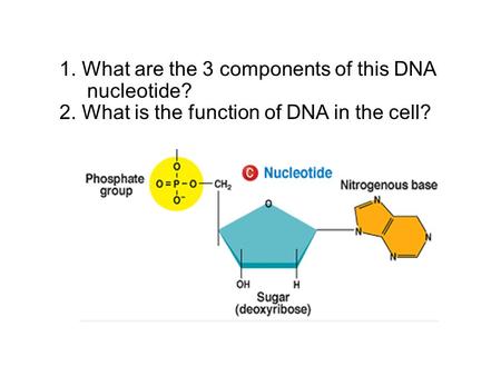 1. What are the 3 components of this DNA nucleotide? 2. What is the function of DNA in the cell?