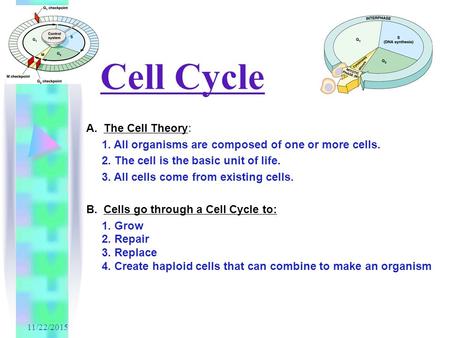 11/22/2015 Cell Cycle A. The Cell Theory: 1. All organisms are composed of one or more cells. 2. The cell is the basic unit of life. 3. All cells come.