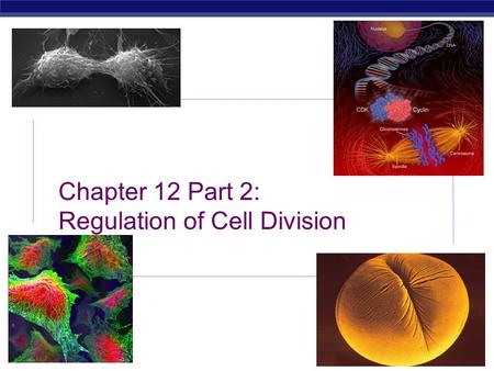 2008-2009 AP Biology Chapter 12 Part 2: Regulation of Cell Division.