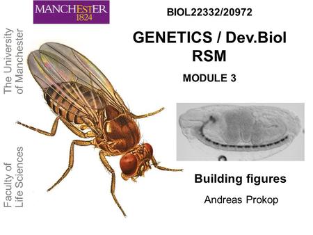 Building figures BIOL22332/20972 GENETICS / Dev.Biol RSM MODULE 3 The University of Manchester Faculty of Life Sciences Andreas Prokop.