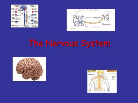 The Nervous System. Functions of the Nervous System Control center for all body activitiesControl center for all body activities Responds and adapts to.