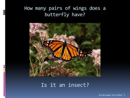 How many pairs of wings does a butterfly have? Is It An Insect, Yes Or No? 1 Is it an insect?