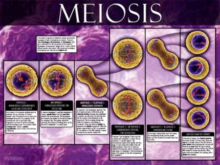  Meiosis is a one way process unlike mitosis.  If you recall, in mitosis, the cell enters a cycle in which is replicated, grows, then replicates again,