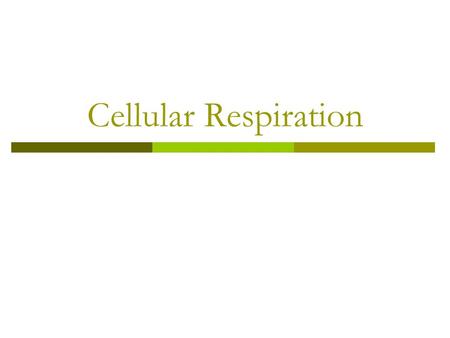 Cellular Respiration.  During photosynthesis the Sun’s energy is captured & stored in the form of carbohydrates & other organic molecules.