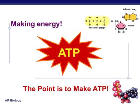 AP Biology 11/23/2015 The Point is to Make ATP! ATP Making energy!