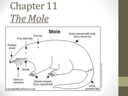 Chapter 11 The Mole http://www.angelfire.com/hi5/moleday0/moleday.html.