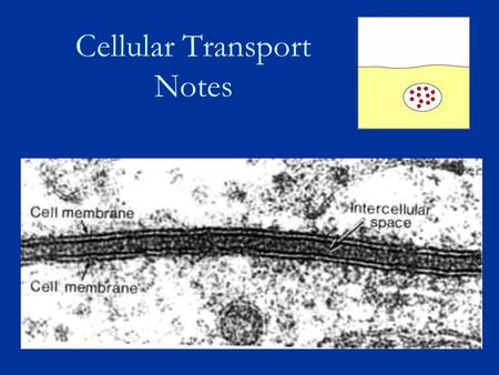 Cellular Transport Notes. About Cell Membranes All cells have a cell membrane Functions: a.Controls what enters and exits the cell to maintain an internal.