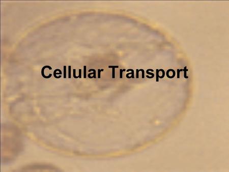 Cellular Transport. Do Your Cells Eat and Drink? Cells must take in water and nutrients in order to function. Mmm…..