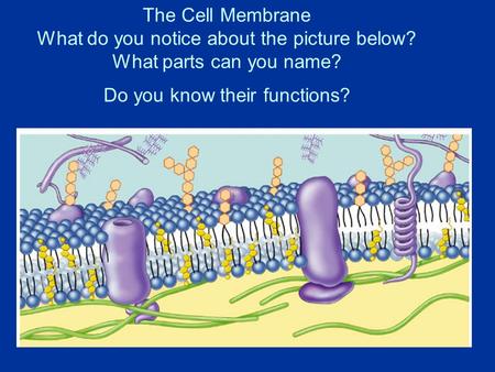 The Cell Membrane What do you notice about the picture below? What parts can you name? Do you know their functions?