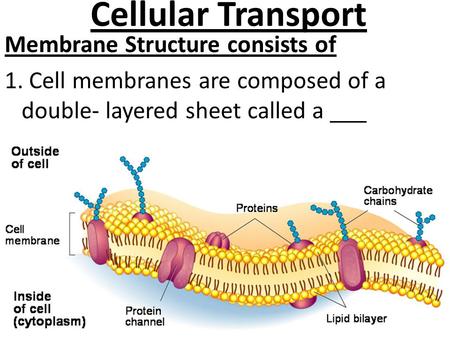 Cellular Transport Membrane Structure consists of