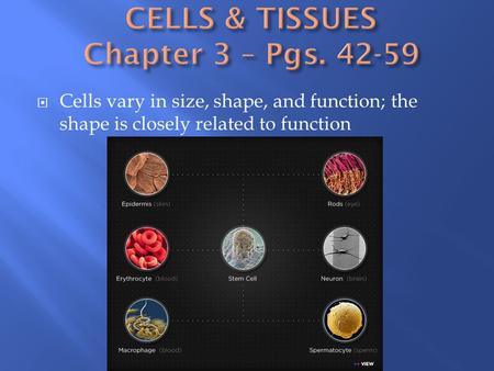  Cells vary in size, shape, and function; the shape is closely related to function.