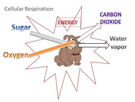 Cellular Respiration Carbon dioxide ENERGY Sugar Water vapor Oxygen.