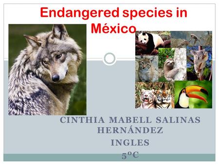 CINTHIA MABELL SALINAS HERNÁNDEZ INGLES 5ºC Endangered species in México.