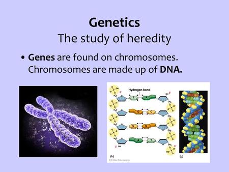Genetics The study of heredity Genes are found on chromosomes. Chromosomes are made up of DNA.