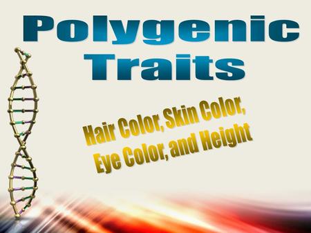Polygenic Traits Hair Color, Skin Color, Eye Color, and Height.