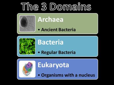 Archaea Ancient Bacteria Bacteria Regular Bacteria Eukaryota Organisms with a nucleus.